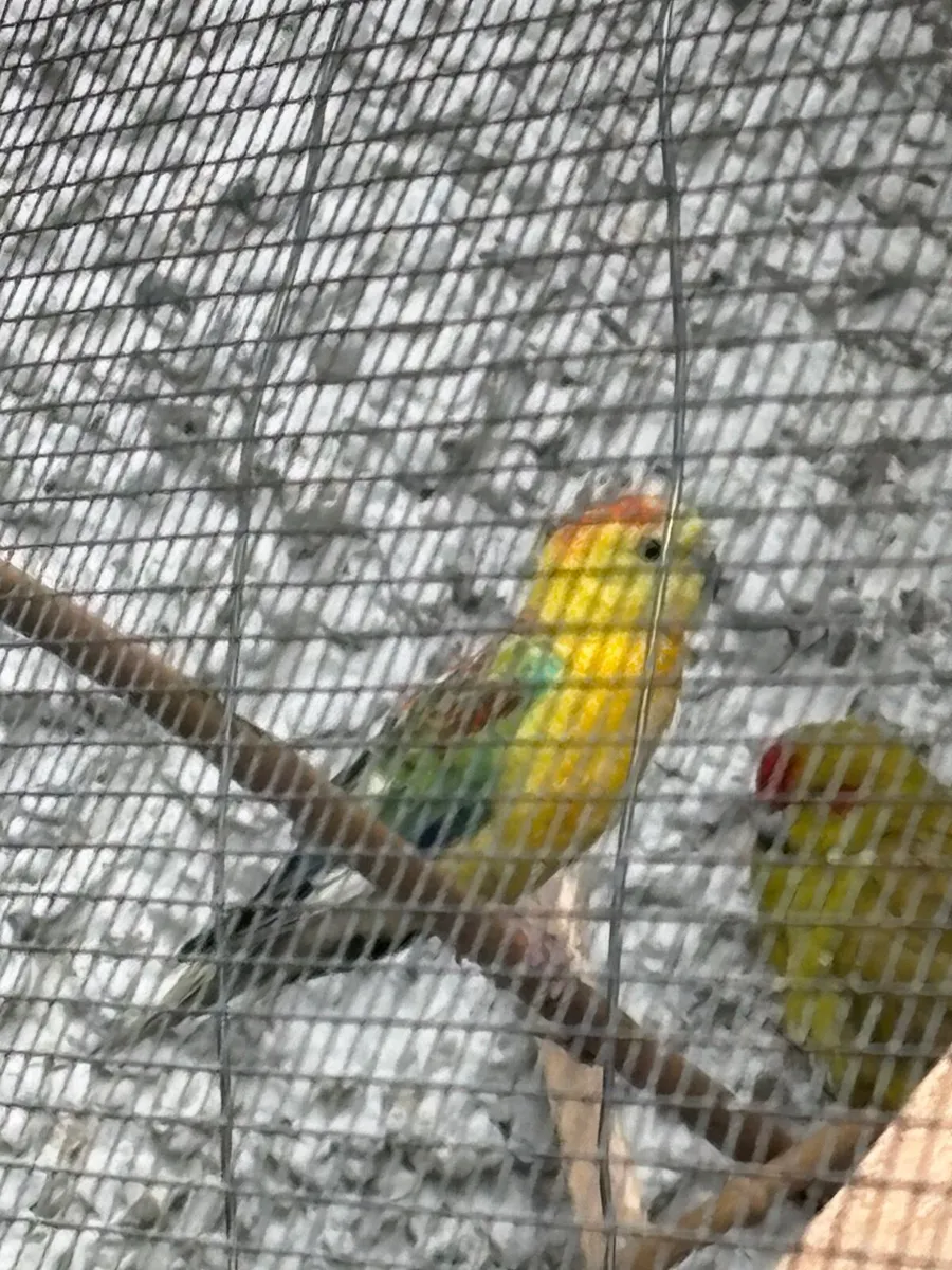 Birds - Image 1