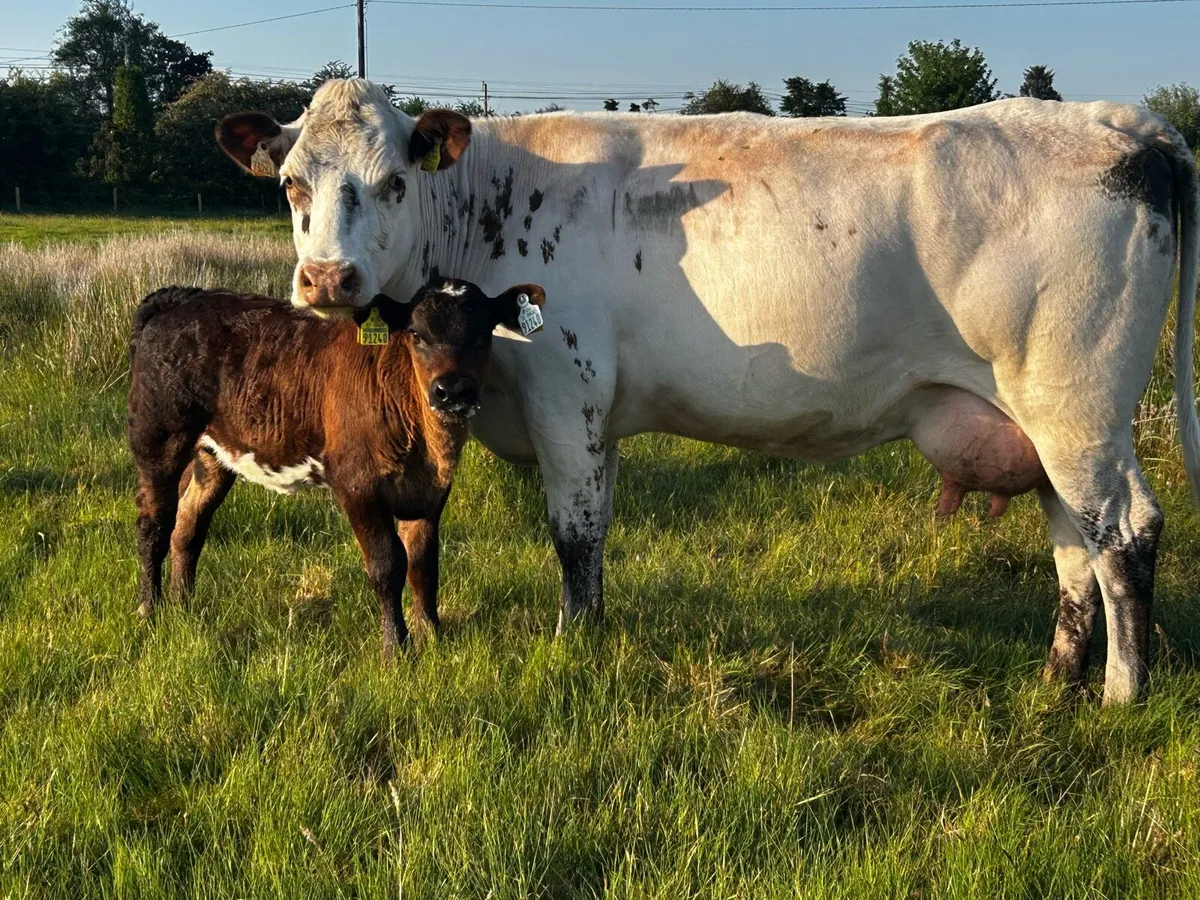 Belgium Blue Cow & Heifer Calf At Foot - Image 1