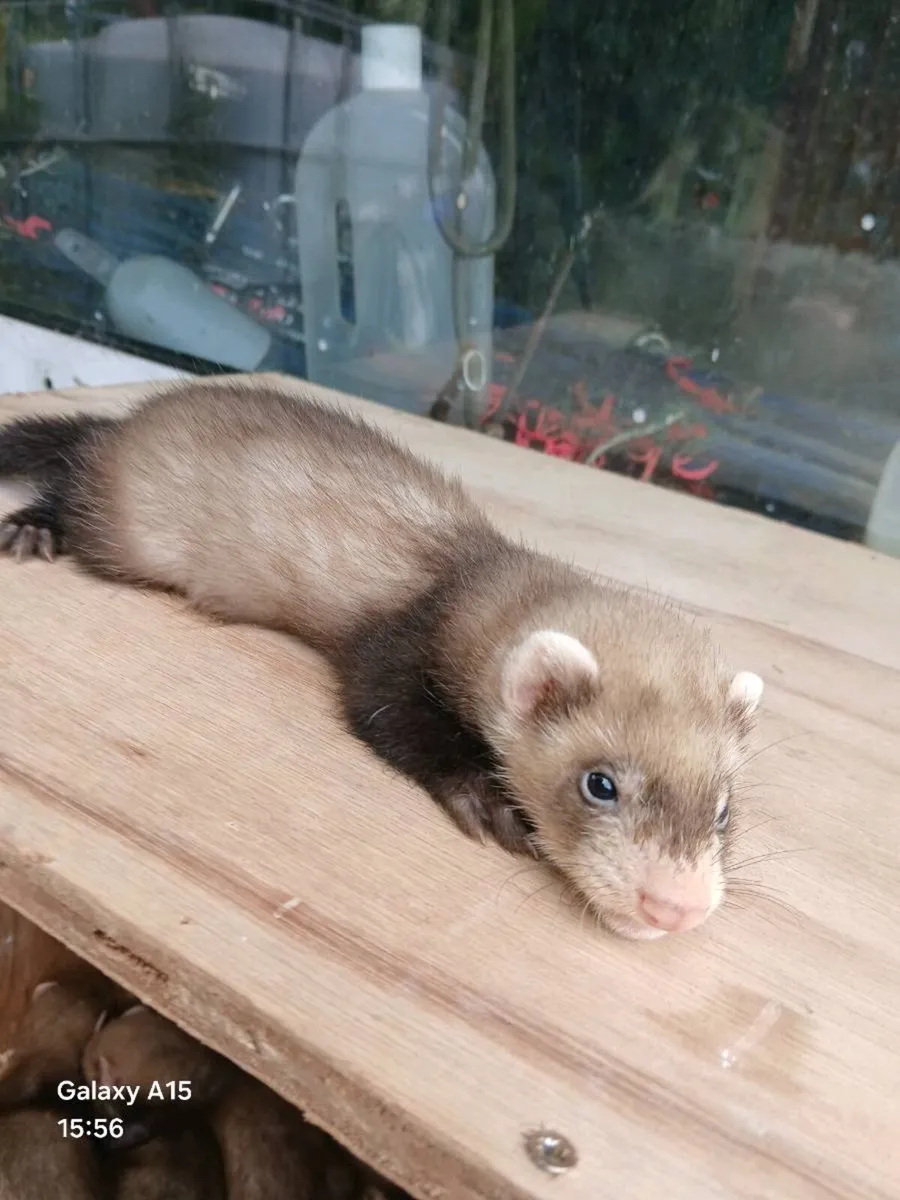 Ferret kits