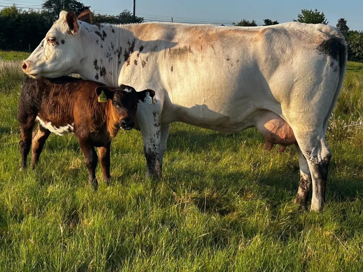Belgium Blue Cow & Heifer Calf At Foot - Image 2