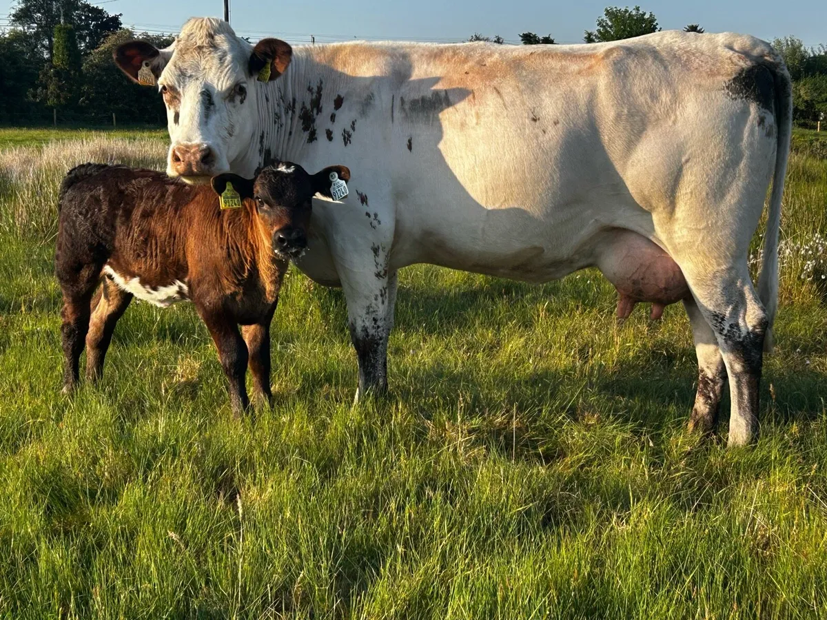 Belgium Blue Cow & Heifer Calf At Foot - Image 3