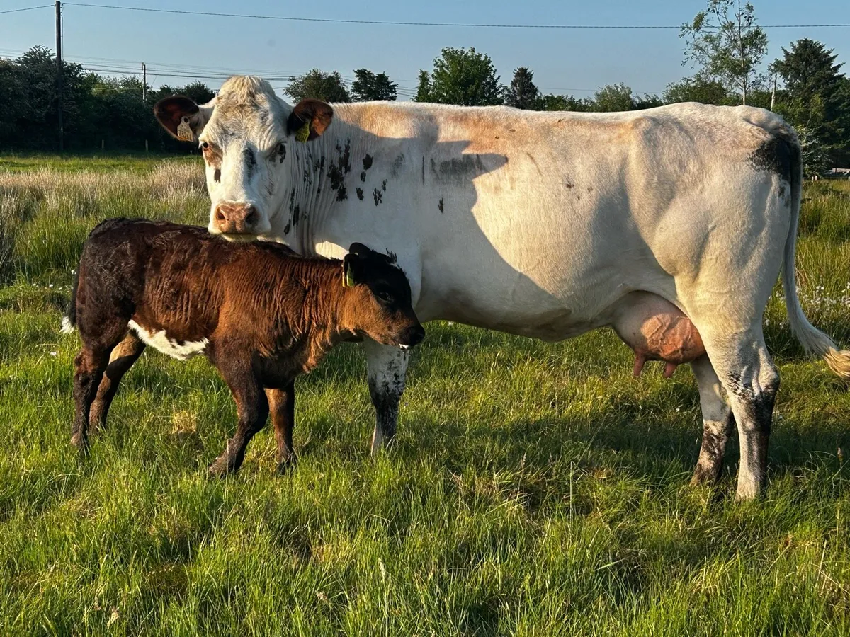 Belgium Blue Cow & Heifer Calf At Foot - Image 4