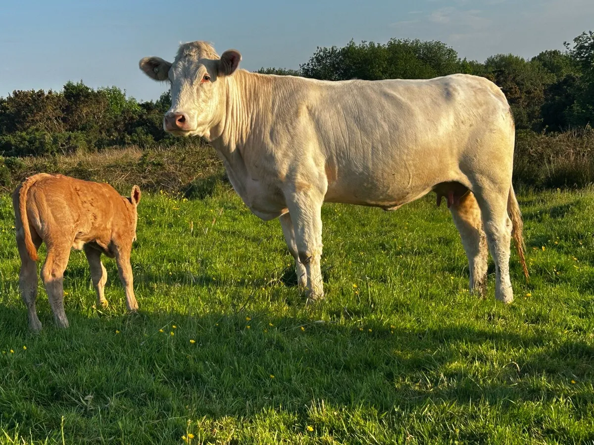 First Calved Heifer & Ai Bred Limousin Heifer Calf - Image 4