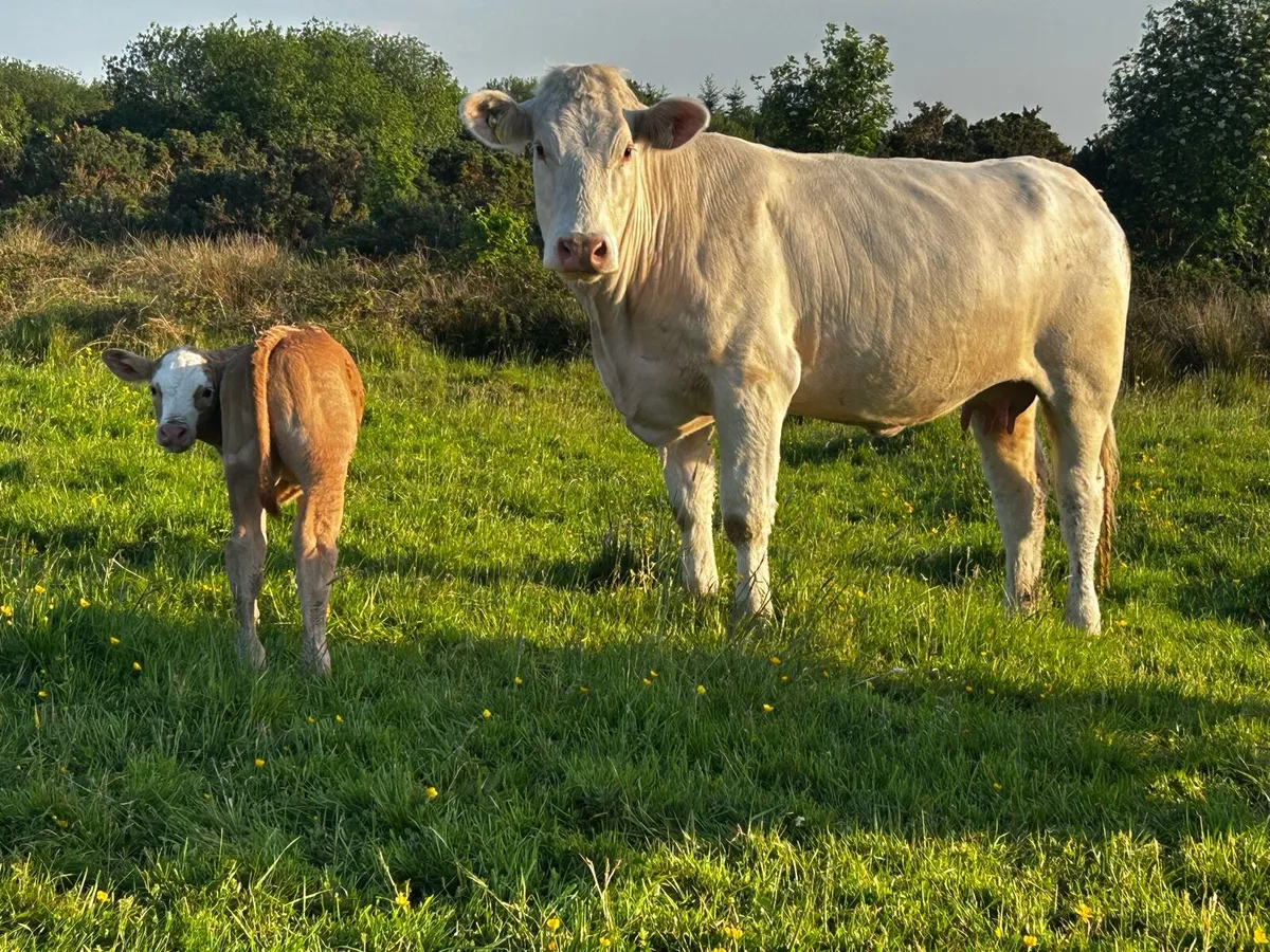 First Calved Heifer & Ai Bred Limousin Heifer Calf - Image 1
