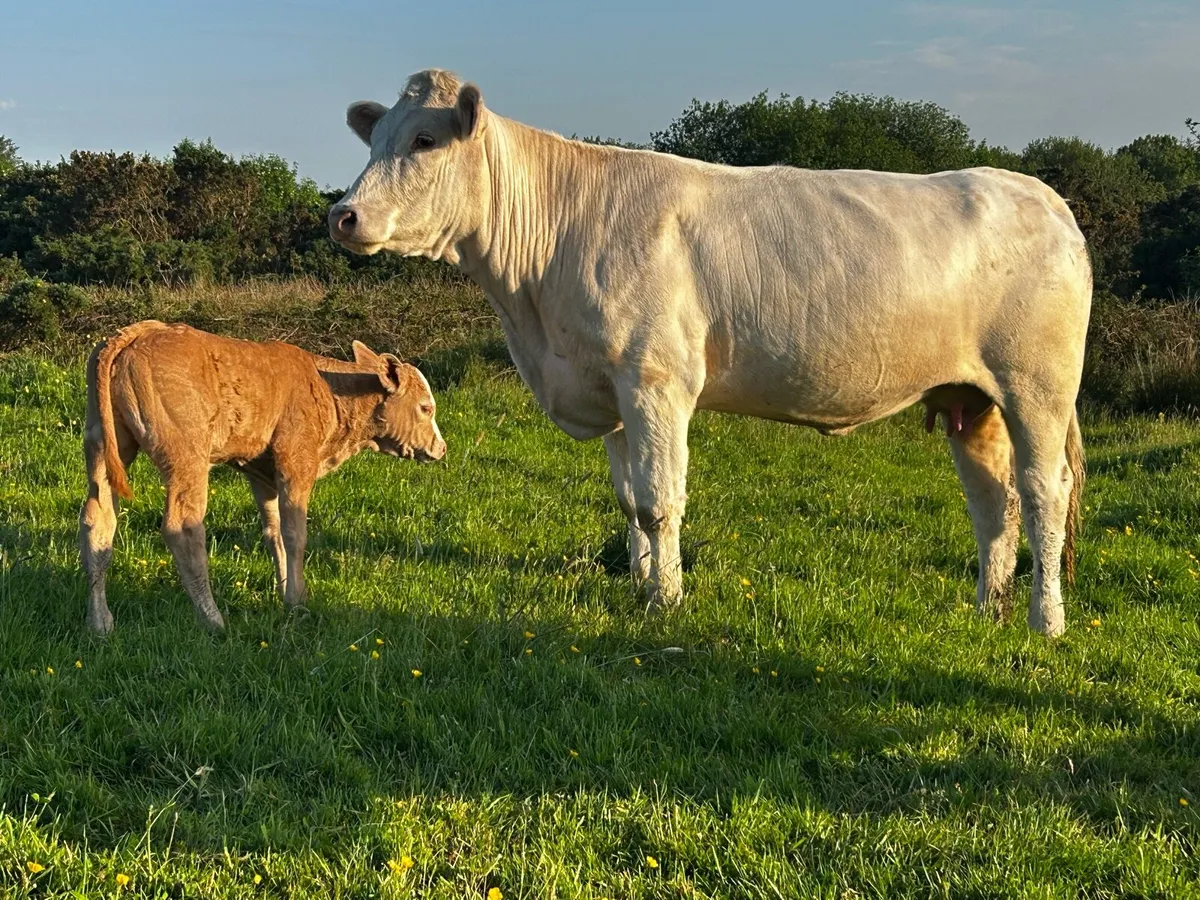 First Calved Heifer & Ai Bred Limousin Heifer Calf - Image 2