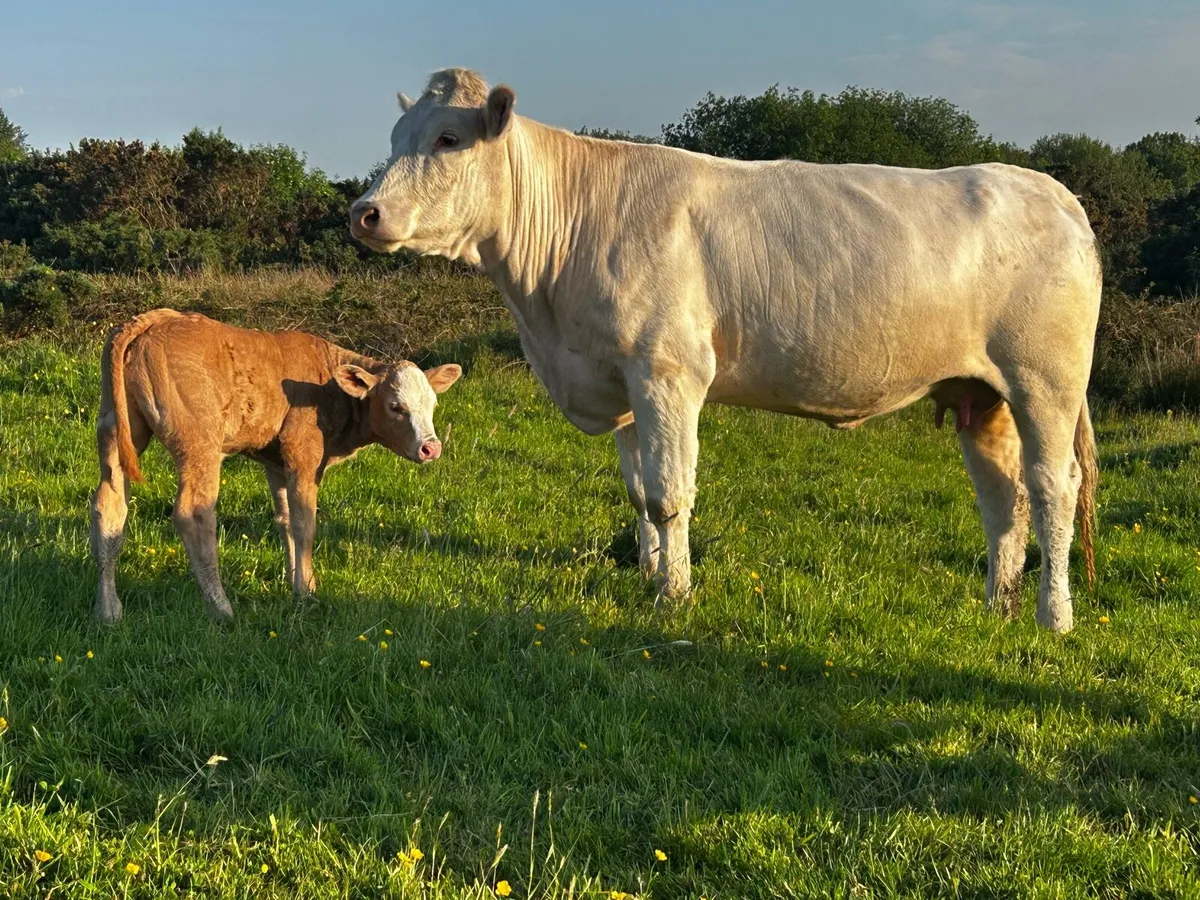 First Calved Heifer & Ai Bred Limousin Heifer Calf - Image 3