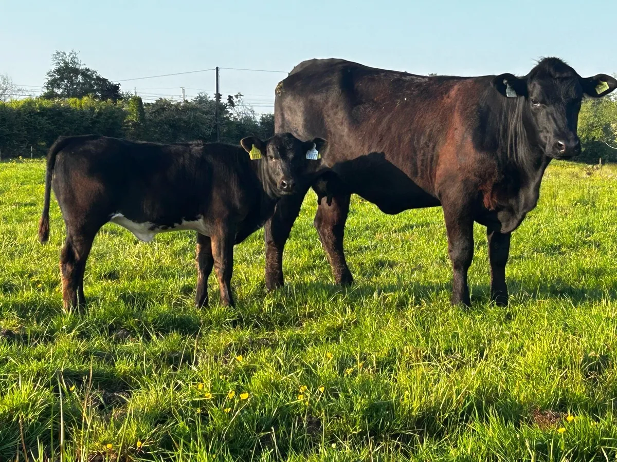 5 Star First Calver & Heifer Calf At Foot - Image 2