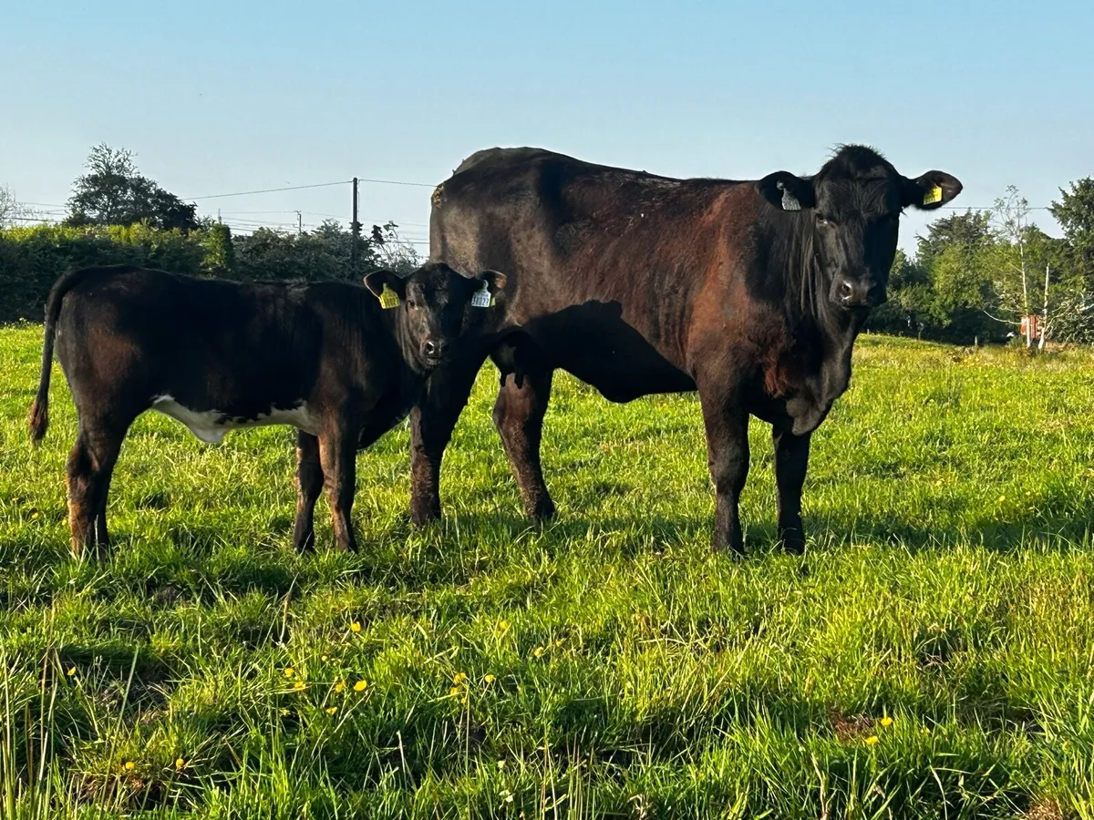5 Star First Calver & Heifer Calf At Foot - Image 3