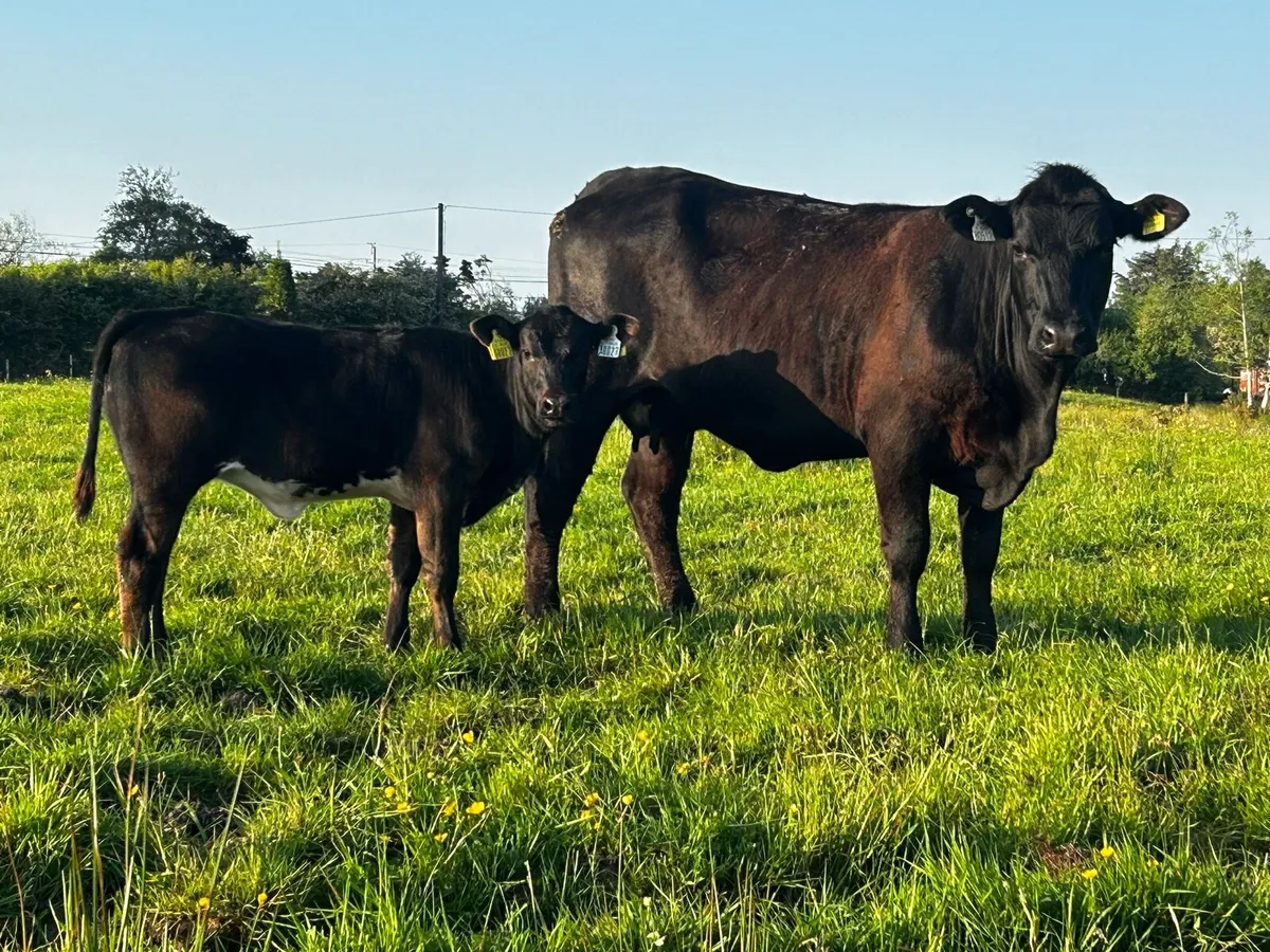 5 Star First Calver & Heifer Calf At Foot - Image 4