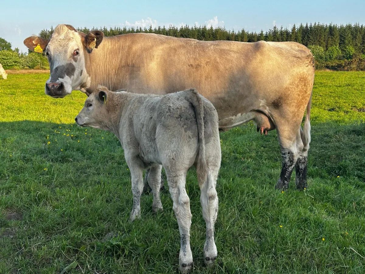 4 Star Genotyped Second Calved Cow & Bull Calf - Image 1