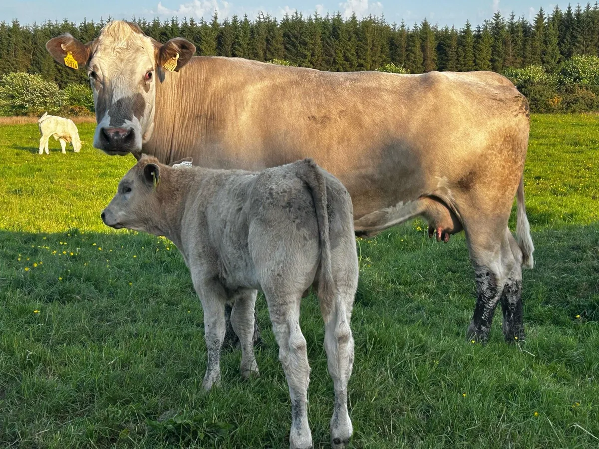 4 Star Genotyped Second Calved Cow & Bull Calf - Image 2
