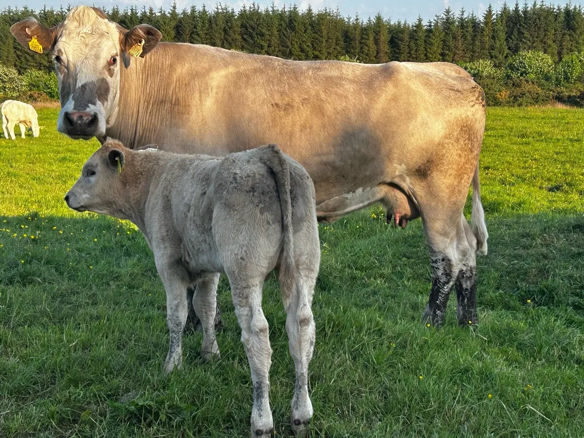 4 Star Genotyped Second Calved Cow & Bull Calf - Image 3