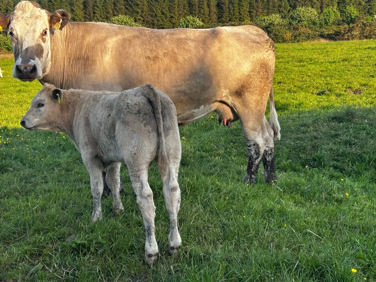 4 Star Genotyped Second Calved Cow & Bull Calf - Image 4