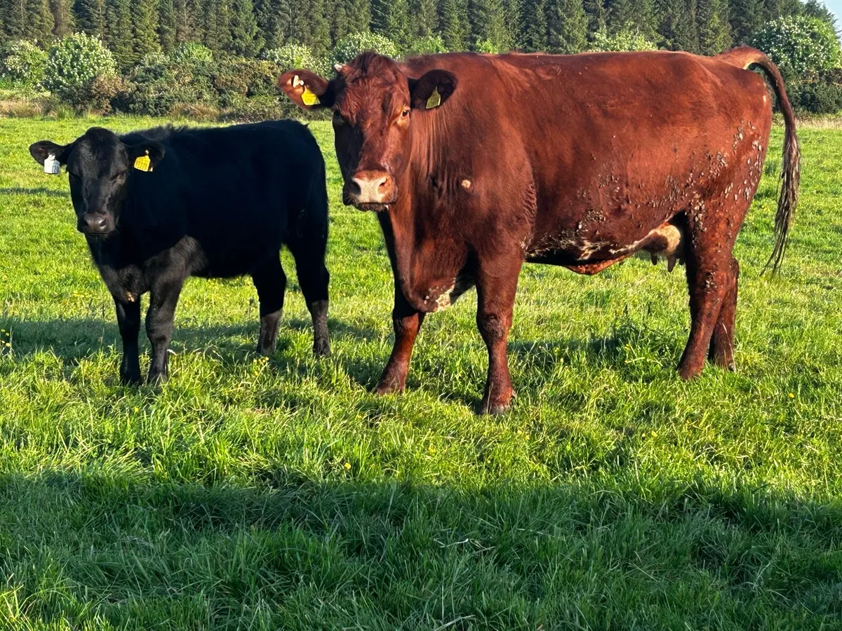 5 Star Genotyped Cow & Heifer Calf Back In-Calf - Image 2
