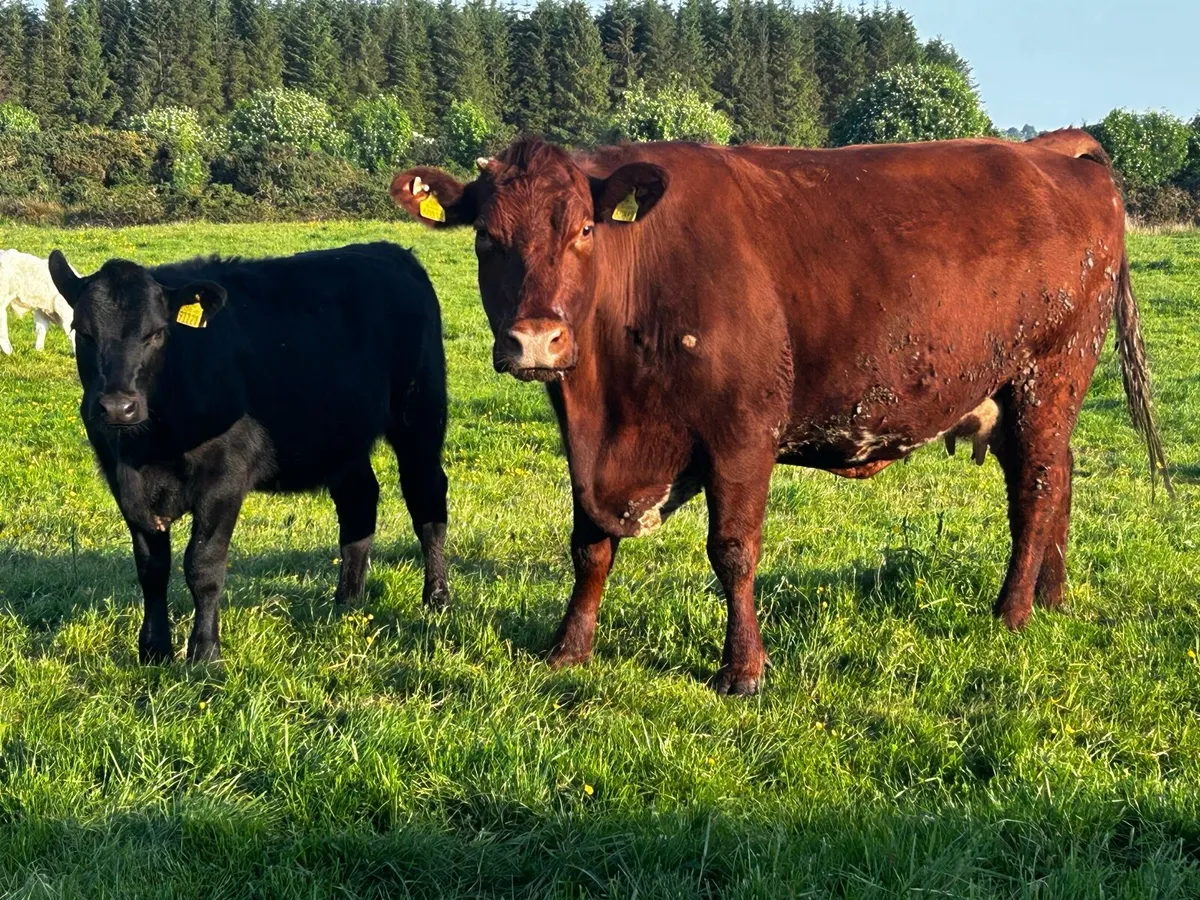 5 Star Genotyped Cow & Heifer Calf Back In-Calf - Image 3