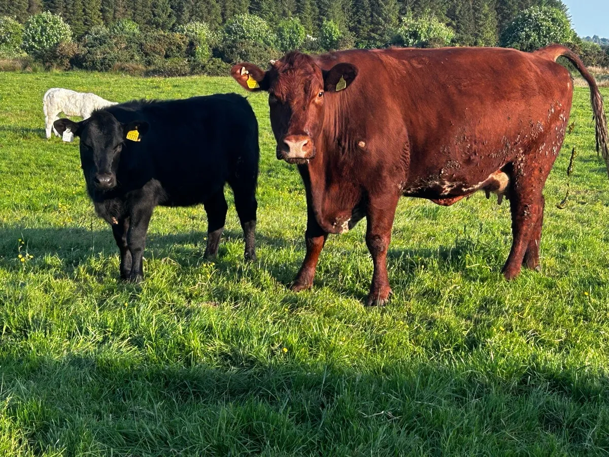 5 Star Genotyped Cow & Heifer Calf Back In-Calf - Image 4