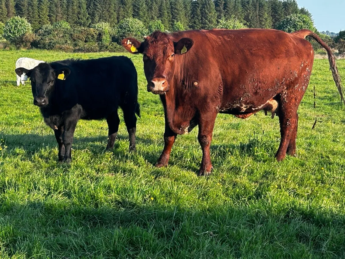 5 Star Genotyped Cow & Heifer Calf Back In-Calf - Image 1