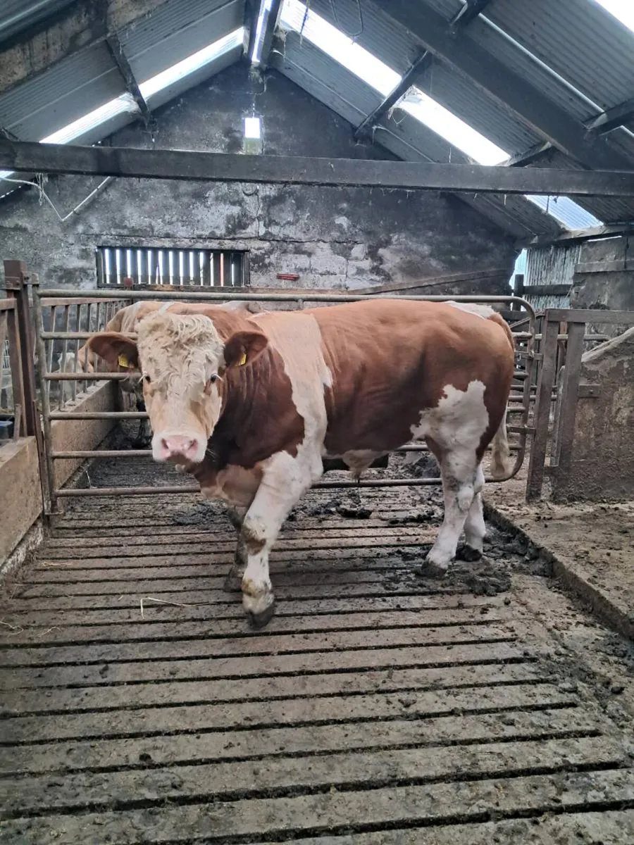 Simmental Bull - Image 3