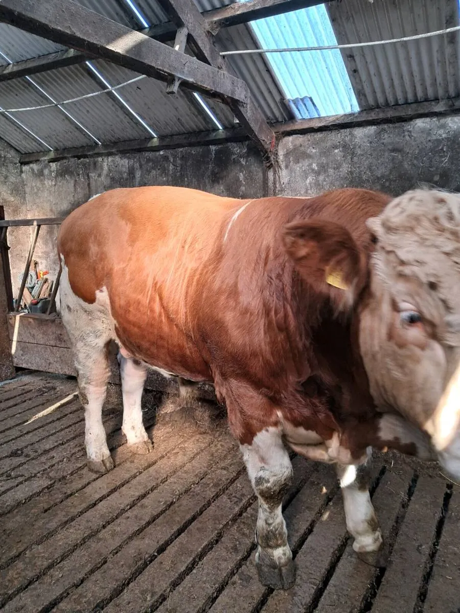 Simmental Bull - Image 1