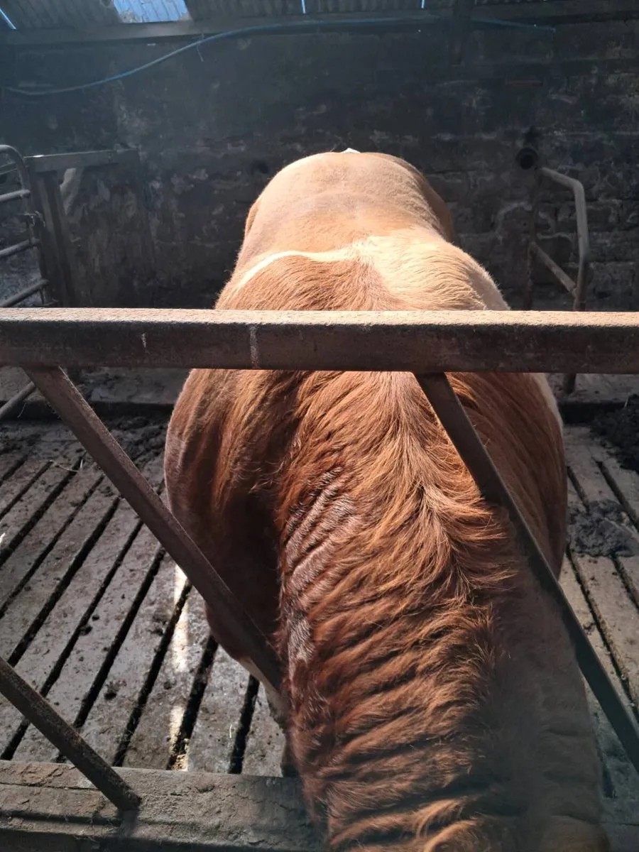 Simmental Bull - Image 2