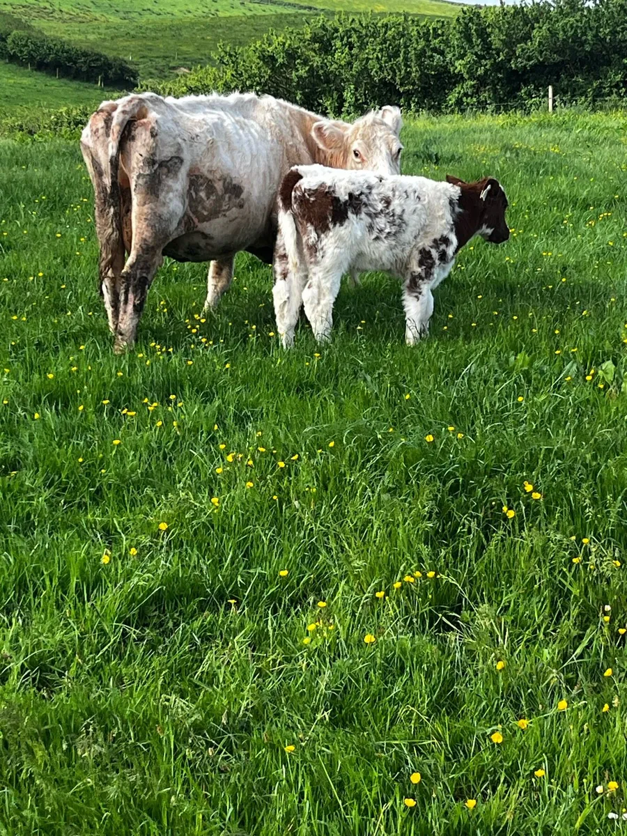 PBR shorthorn cow and calf - Image 2