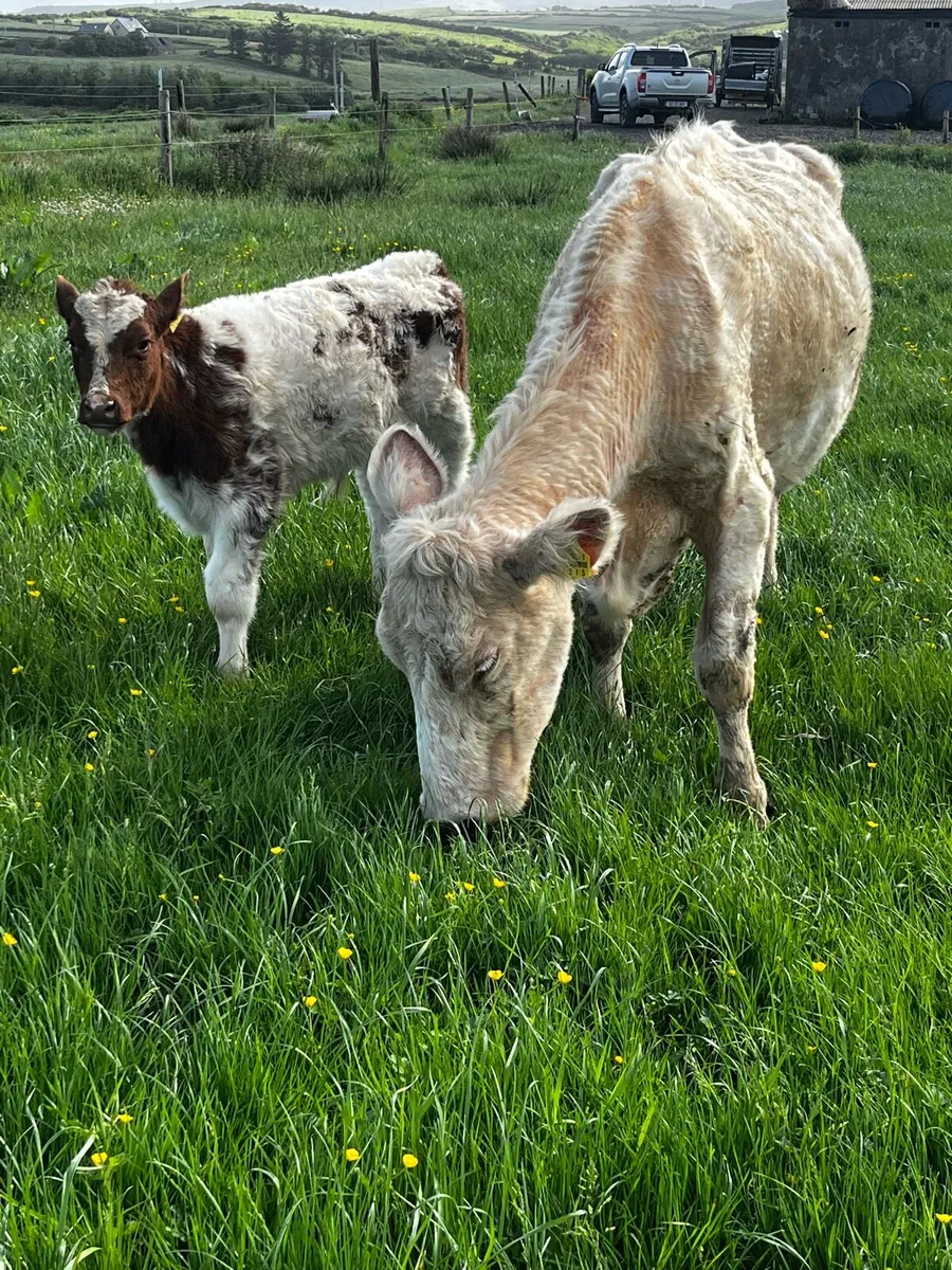PBR shorthorn cow and calf - Image 3