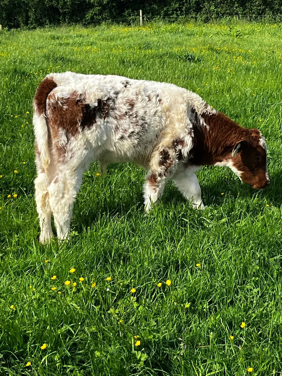 PBR shorthorn cow and calf - Image 4