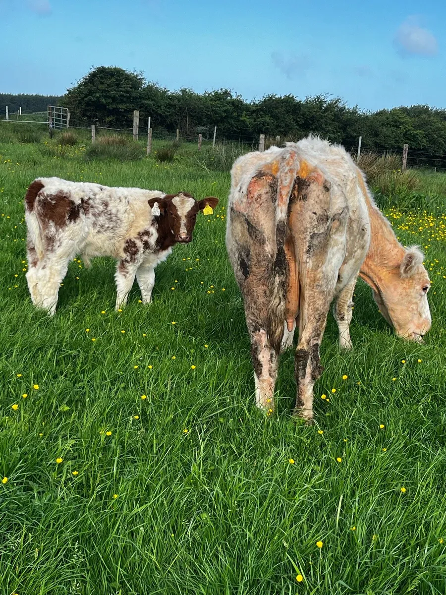 PBR shorthorn cow and calf - Image 1