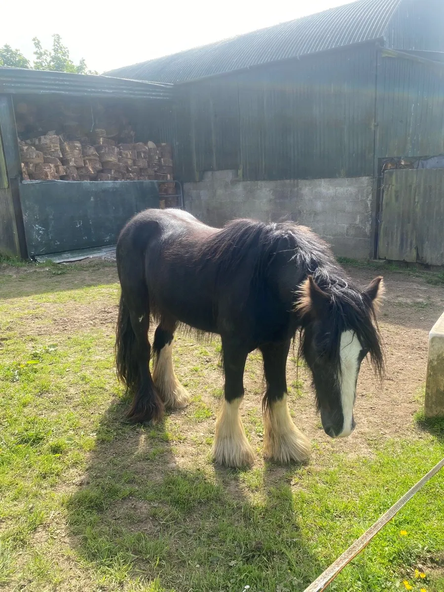 3 year old gelding - Image 2