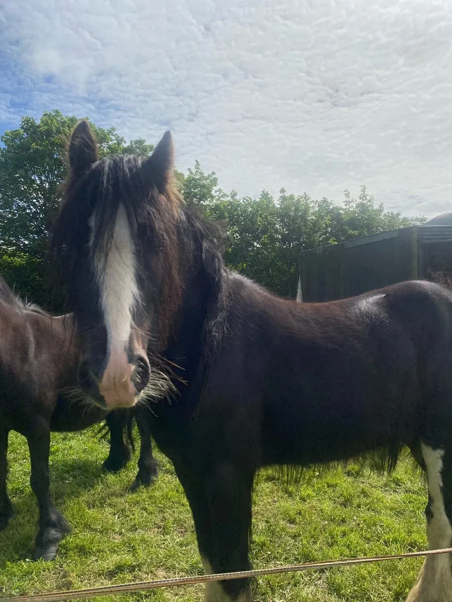 3 year old gelding - Image 1