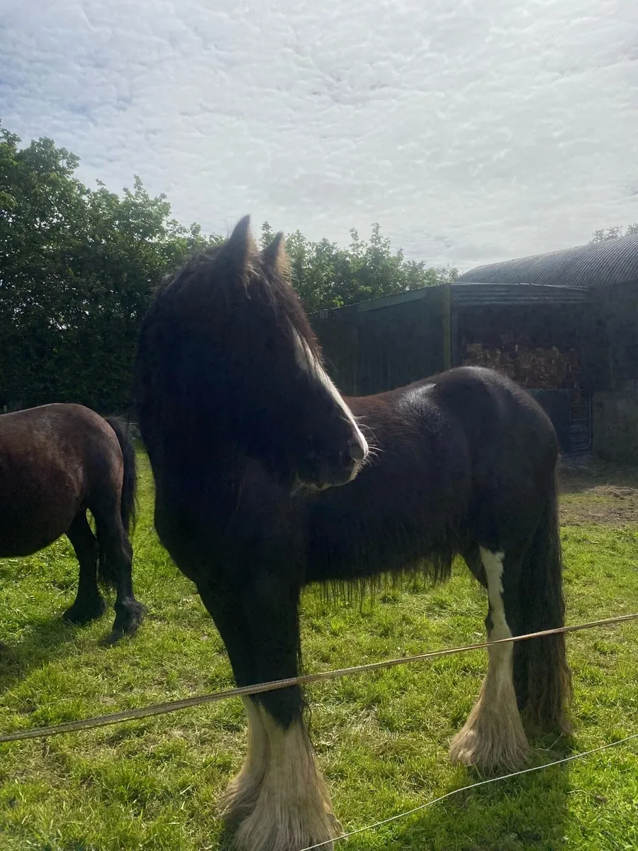3 year old gelding - Image 3
