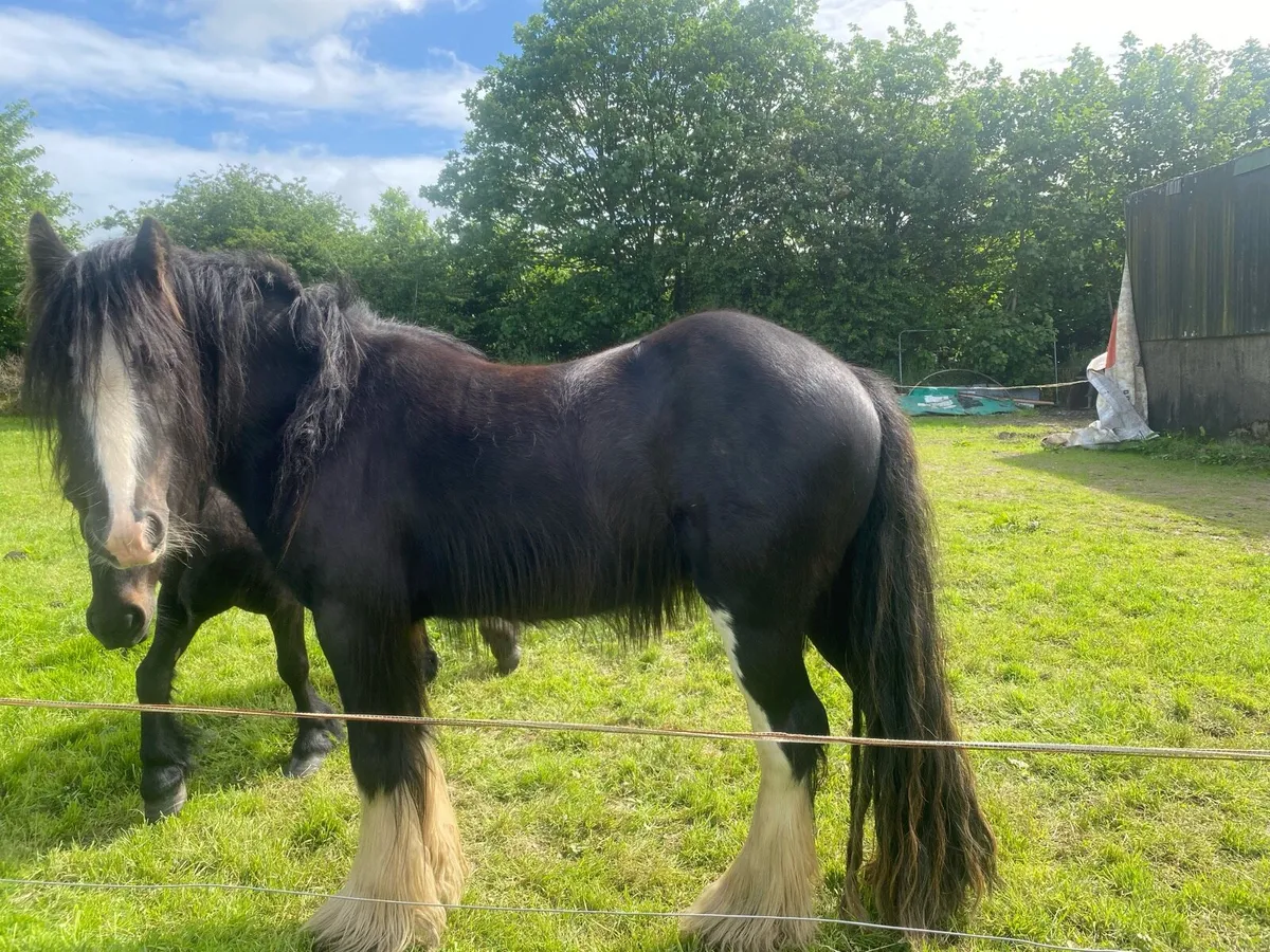 3 year old gelding - Image 4