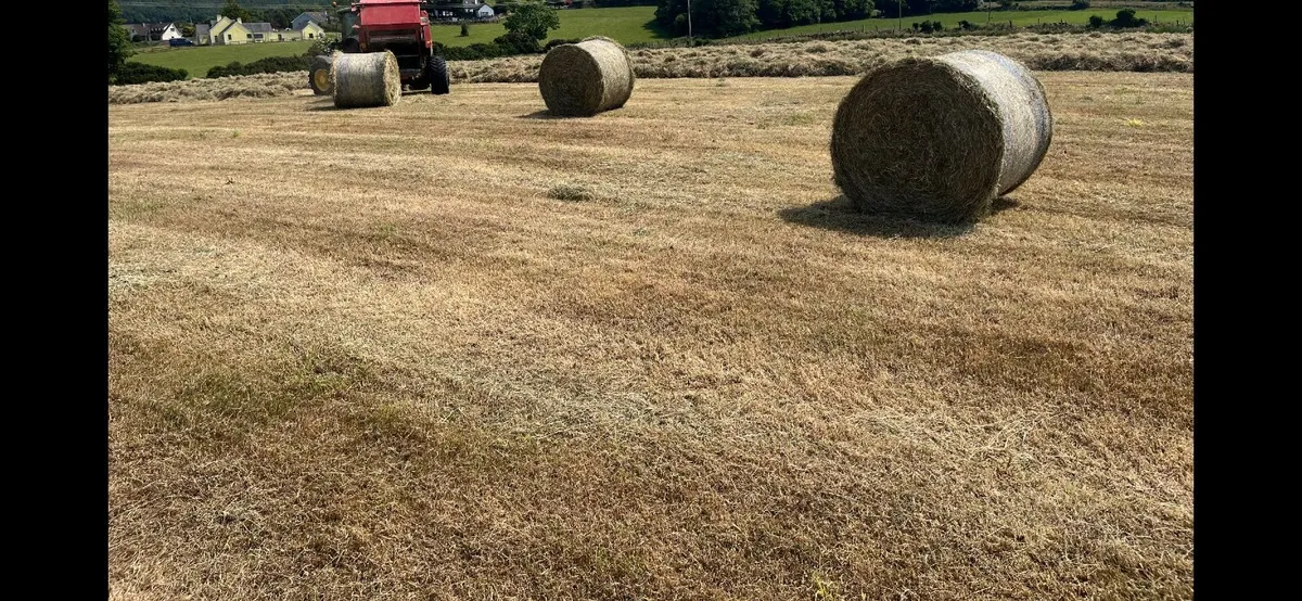 Round bales of hay