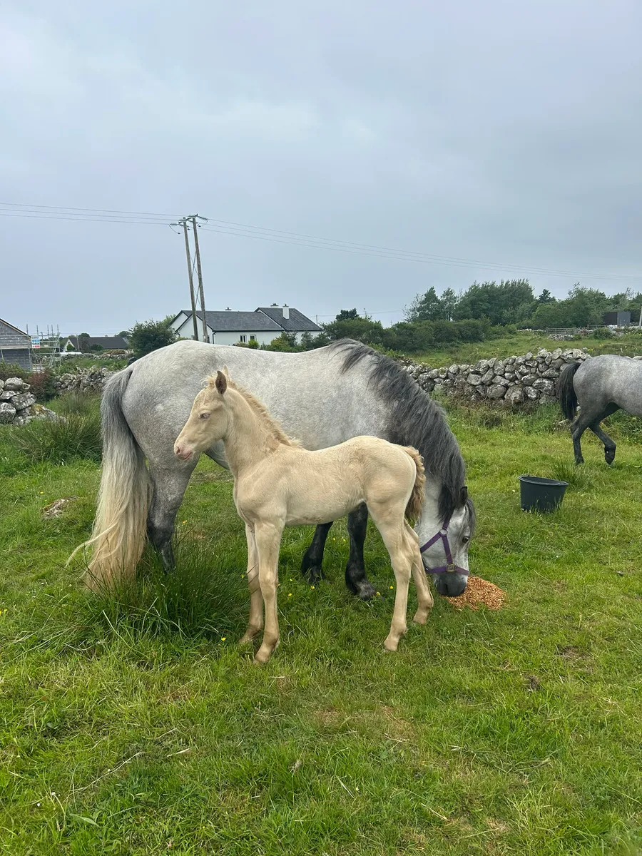 Connemara mare & foal - Image 3
