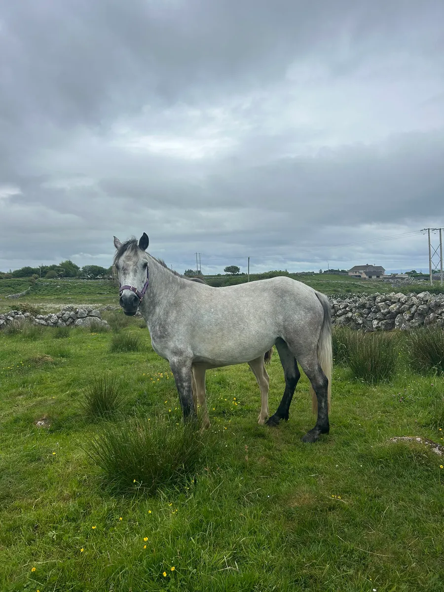 Connemara mare & foal - Image 4