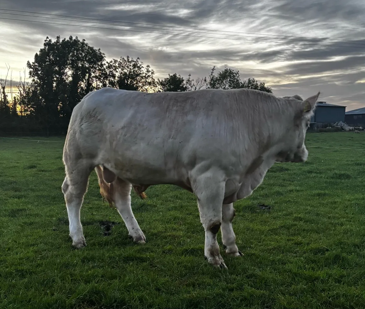 Charolais Bull - Image 2