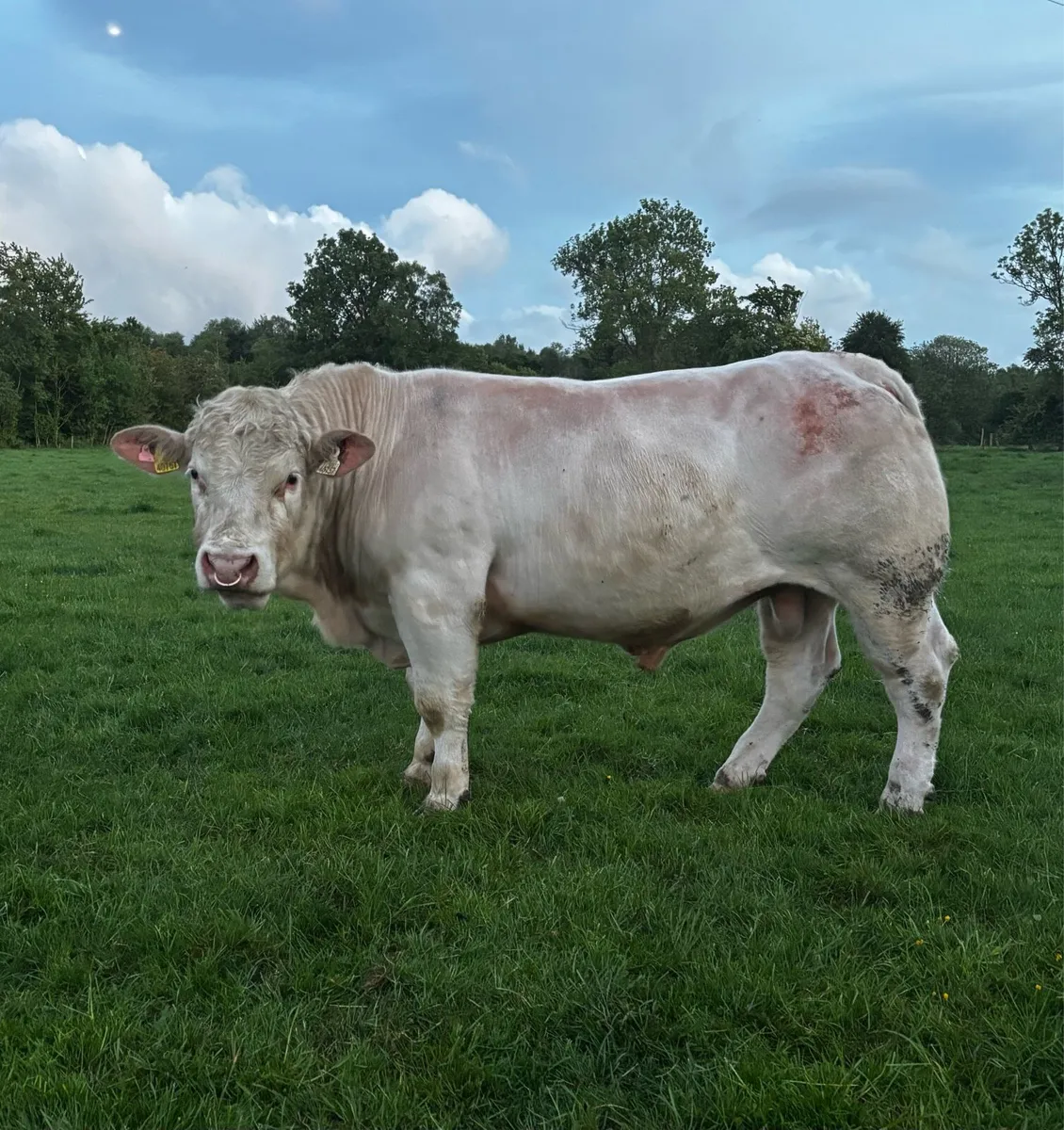 Charolais Bull - Image 3