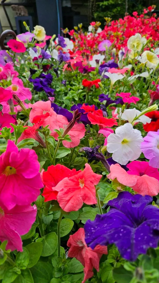 Summe Bedding, Trailing Basket Plants - Image 1