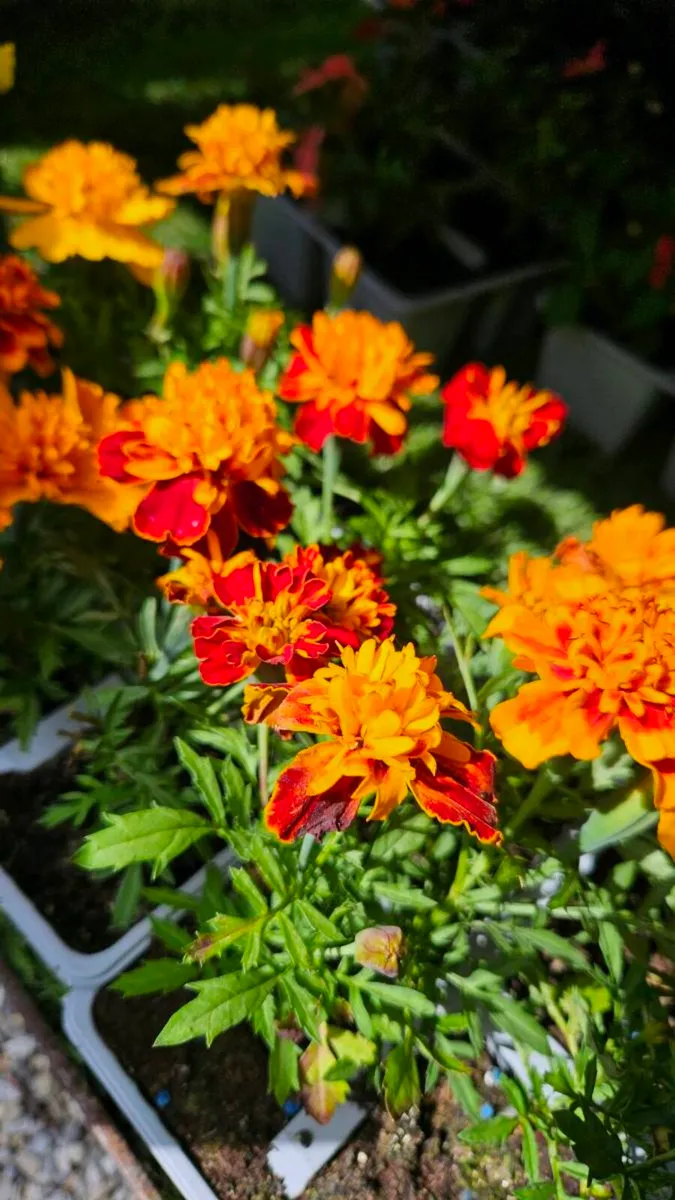 Summe Bedding, Trailing Basket Plants - Image 2