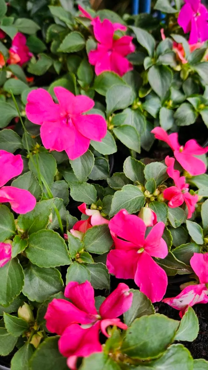Summe Bedding, Trailing Basket Plants - Image 3