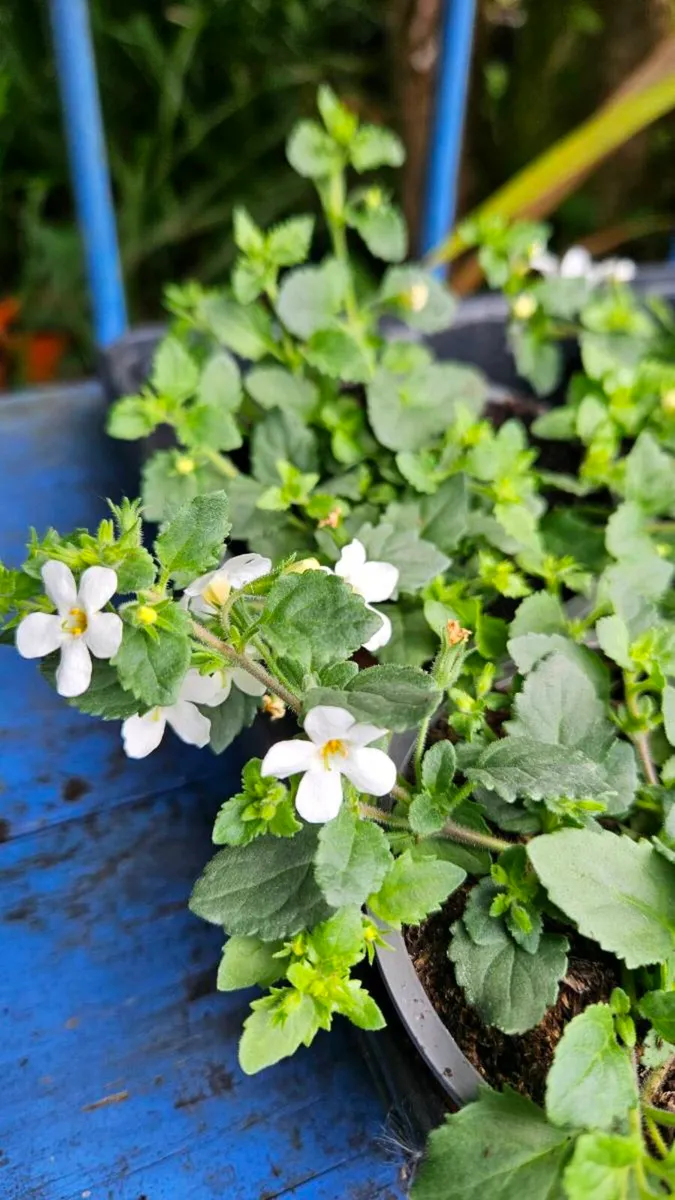 Summe Bedding, Trailing Basket Plants - Image 4