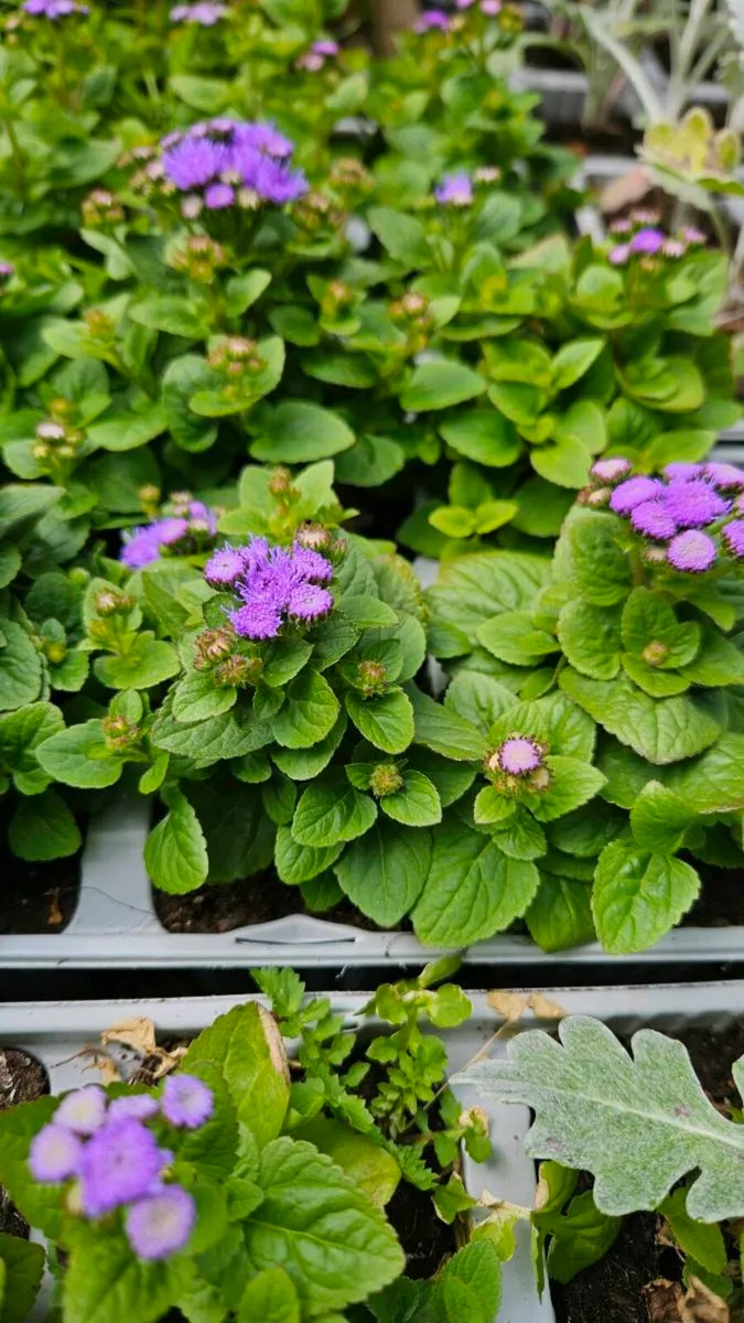 Summer Bedding, Trailing Basket Plants - Image 4