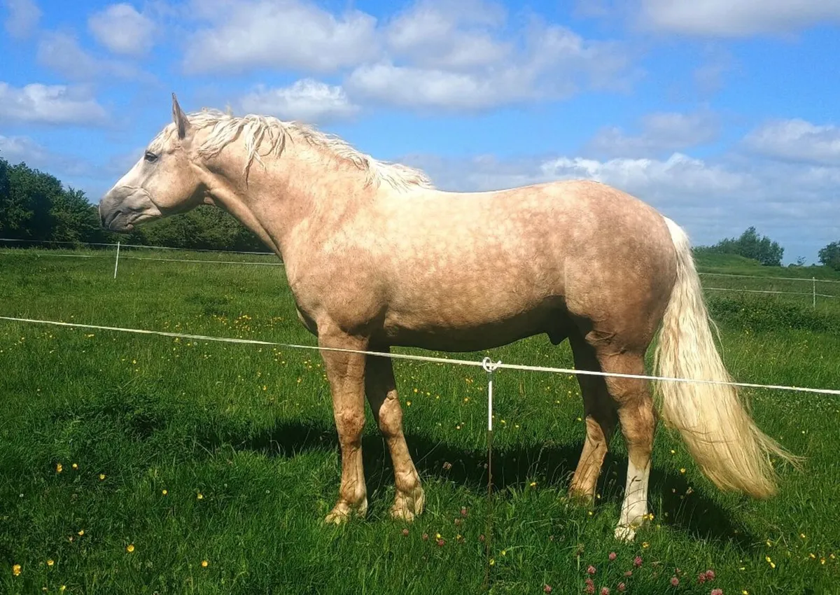IRISH DRAUGHT*PALOMINO STALLION*AT STUD - Image 1