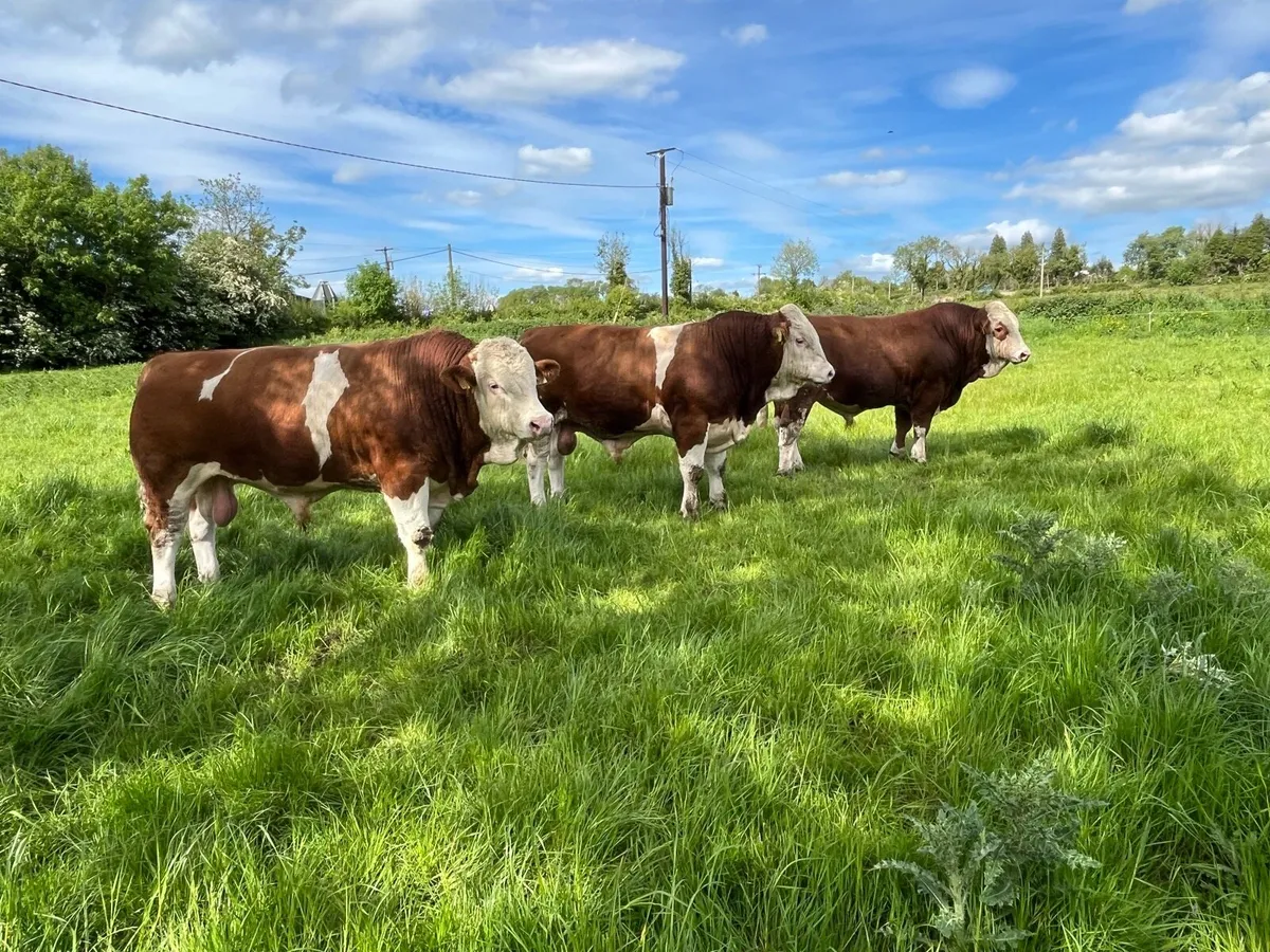 PBR Simmental Bulls - Image 1