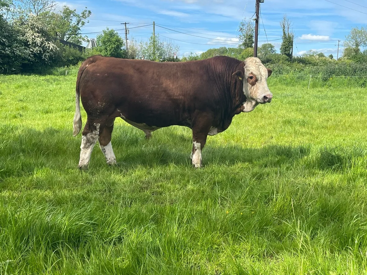 PBR Simmental Bulls - Image 4
