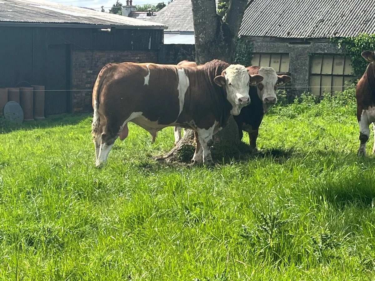PBR Simmental Bulls - Image 3