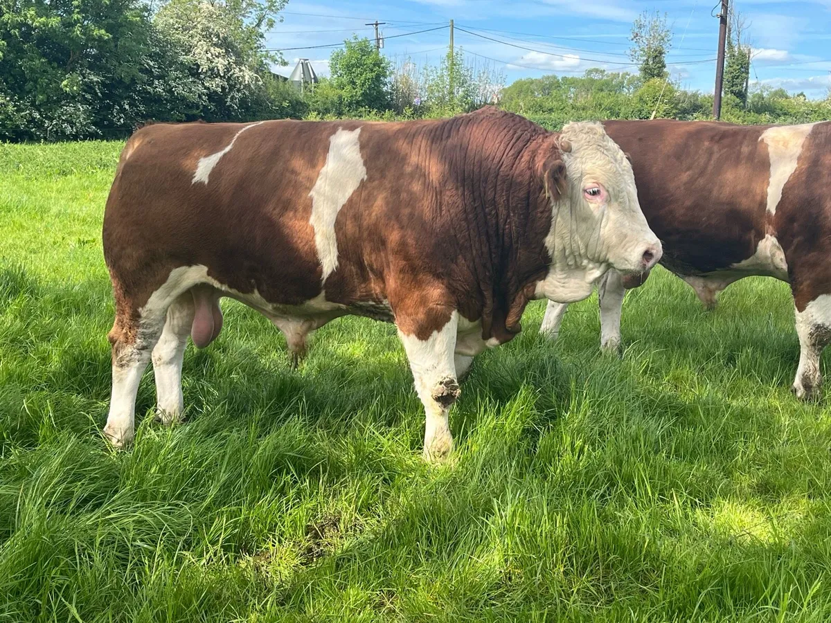 PBR Simmental Bulls - Image 2