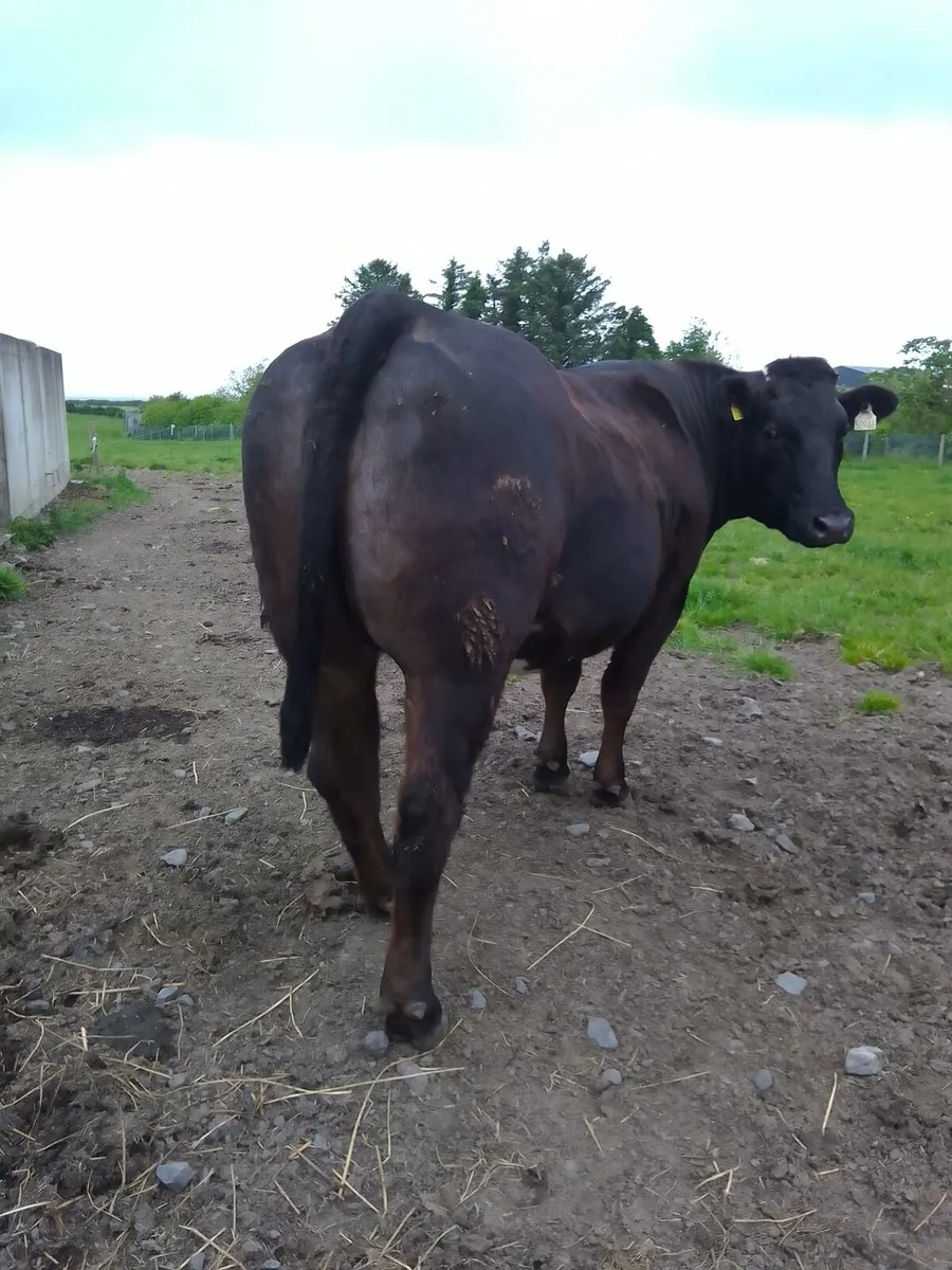 In calf heifer - Image 1
