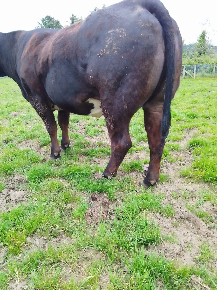 In calf heifer - Image 3