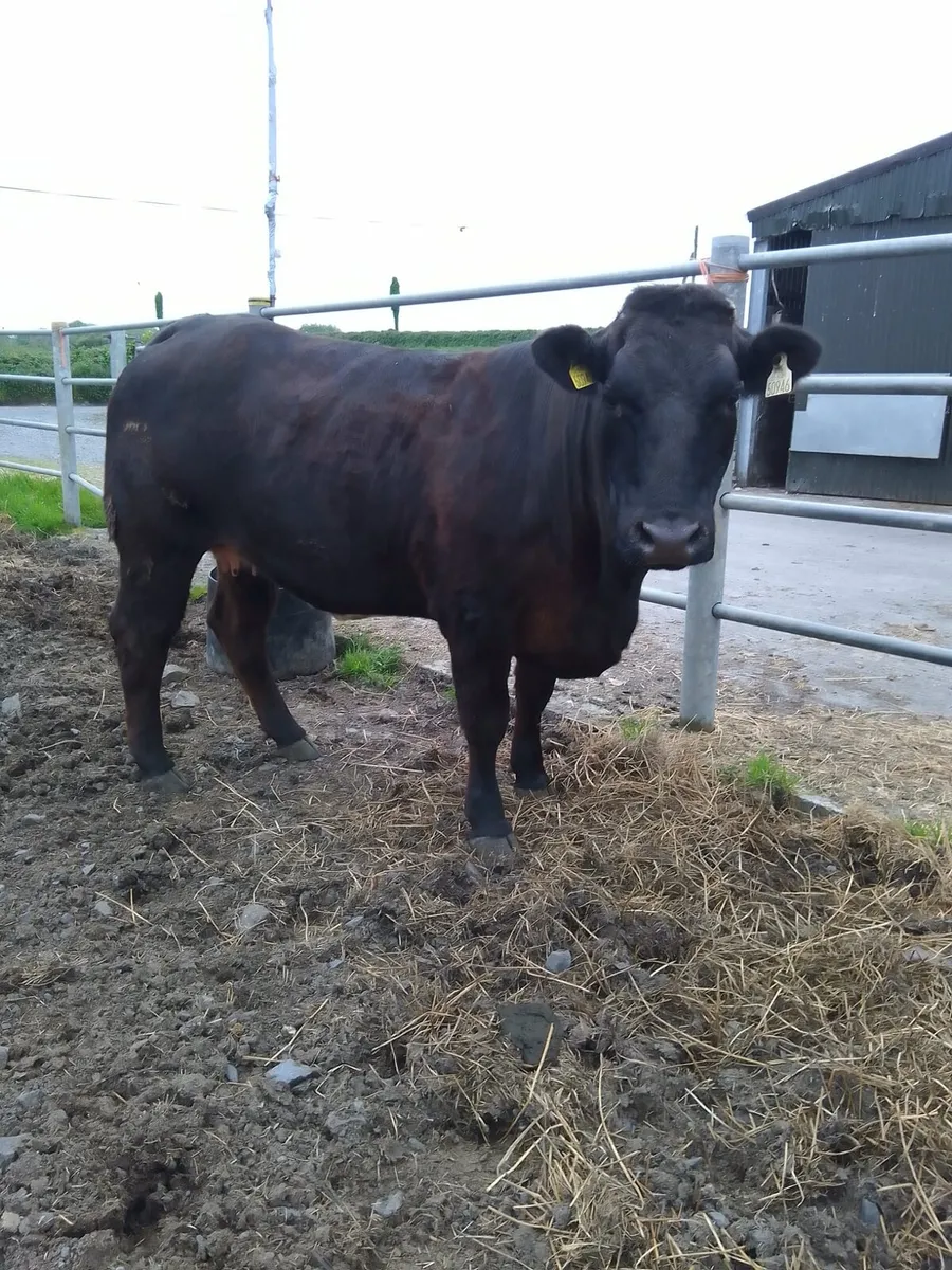 In calf heifer - Image 2
